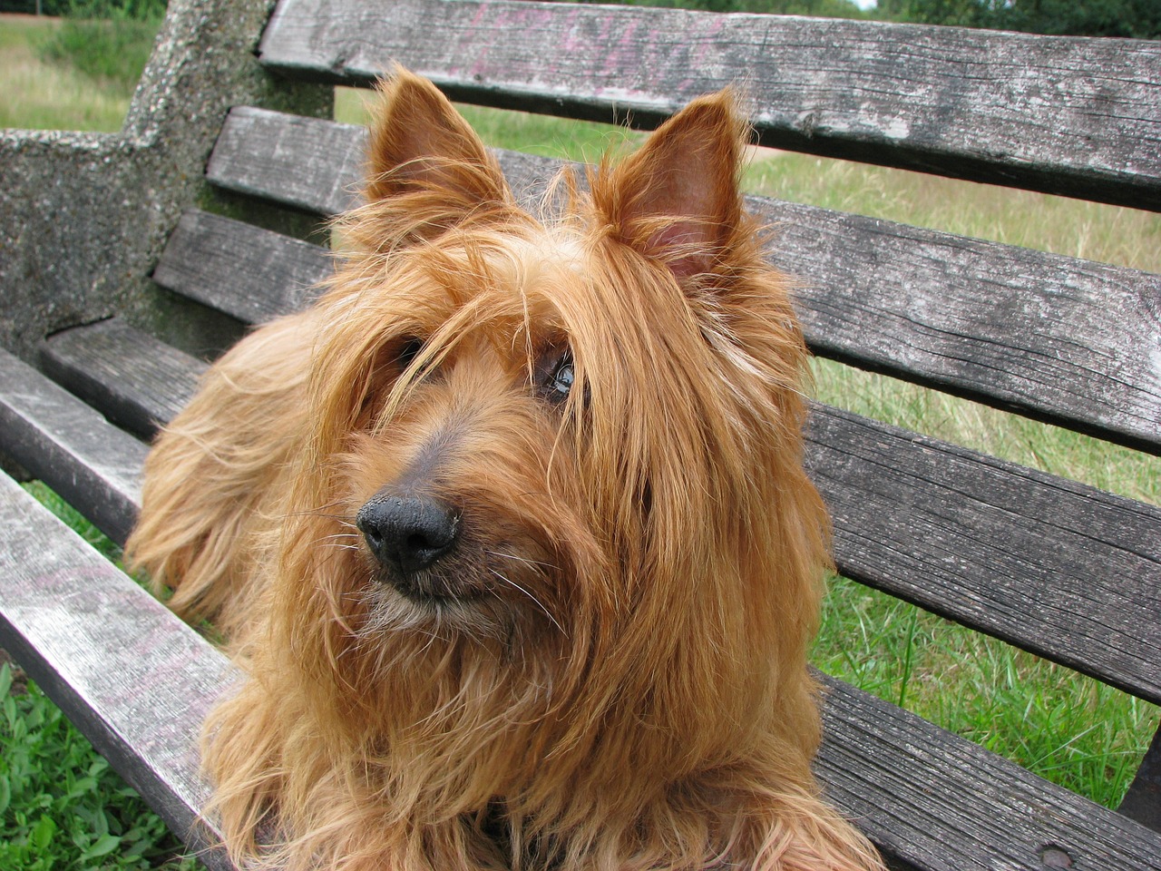 The Playful Nature of the Soft Coated Wheaten Terrier